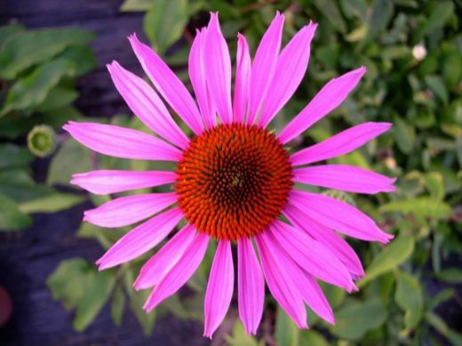 echinacea purpurea