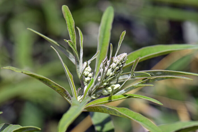 Mönchspfeffer (Vitex agnus-castus) in Griechenland - vitex, cha