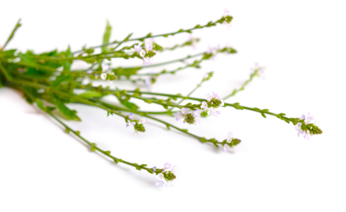 Verbena officinalis, the common vervain or common verbena