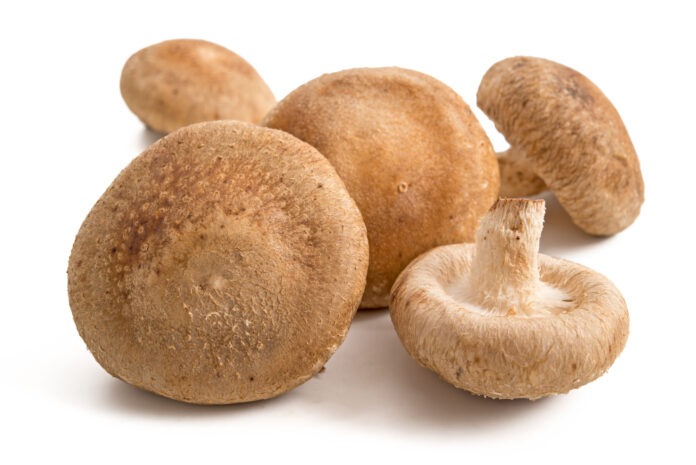 Shiitake