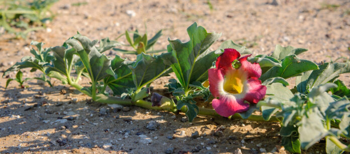 Devil’s Claw (Harpagophytum procumbens) medicinal plant and fl
