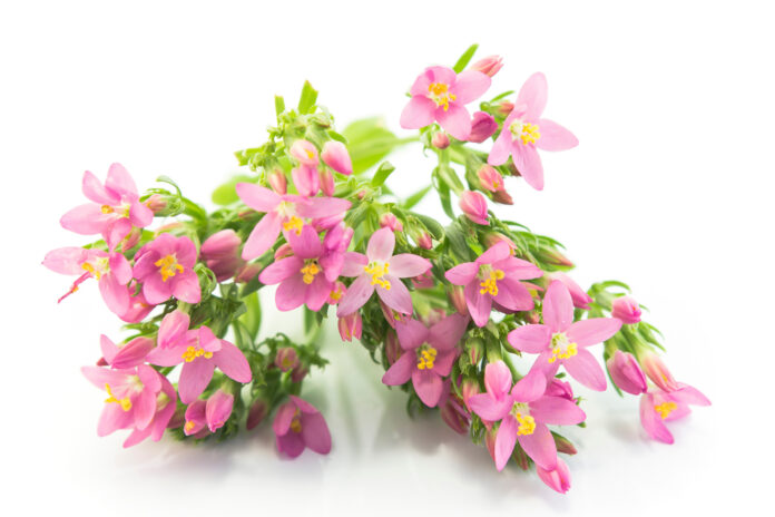 Common Centaury ( Centaurium Erythraea ) Flowers