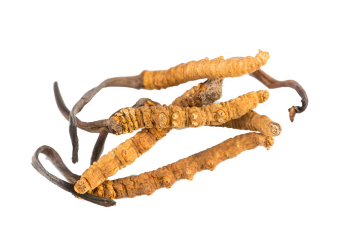 Cordyceps sinesis Yartsa Gunbu Yarsagumba himalayan gold Nepal isolated in white background