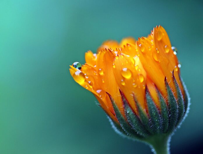 marigold-g9702d8bbb_1920