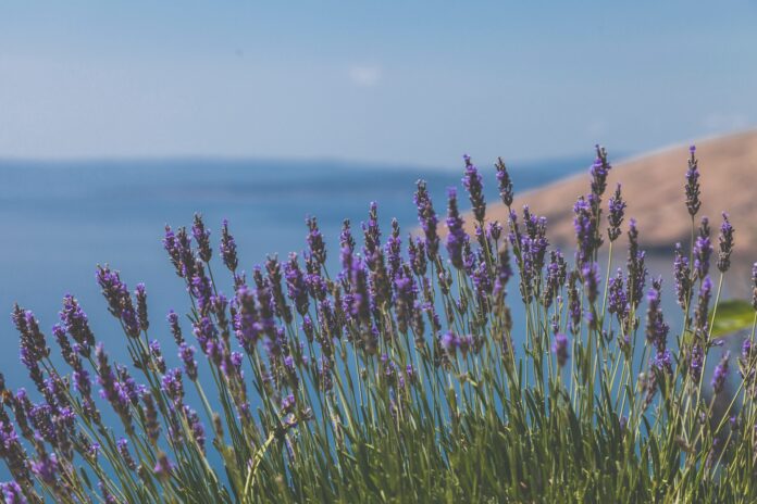 pexels-peter-fazekas-1170586