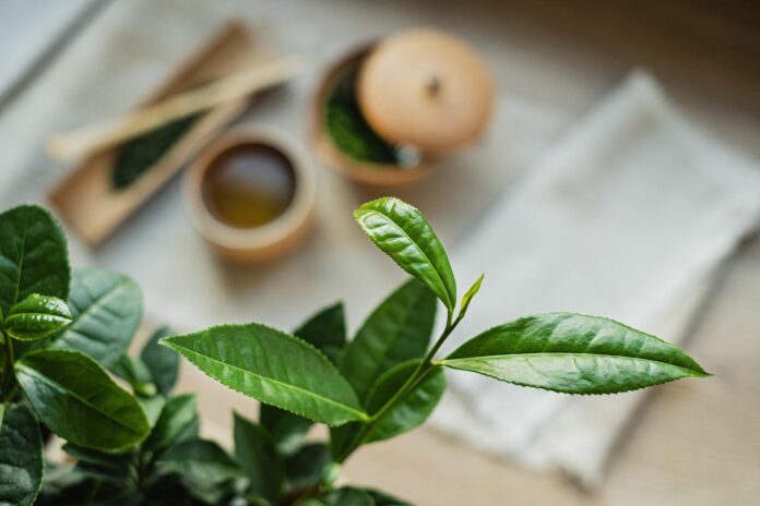 tea-plant-g11248d053_1920