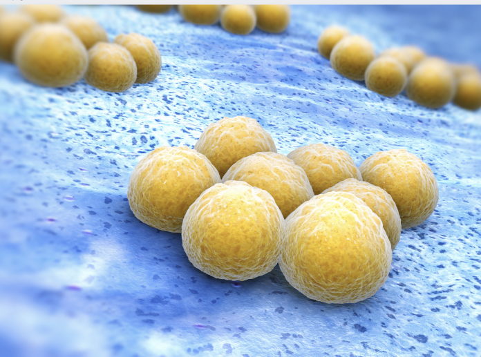 staphylococcus aureus