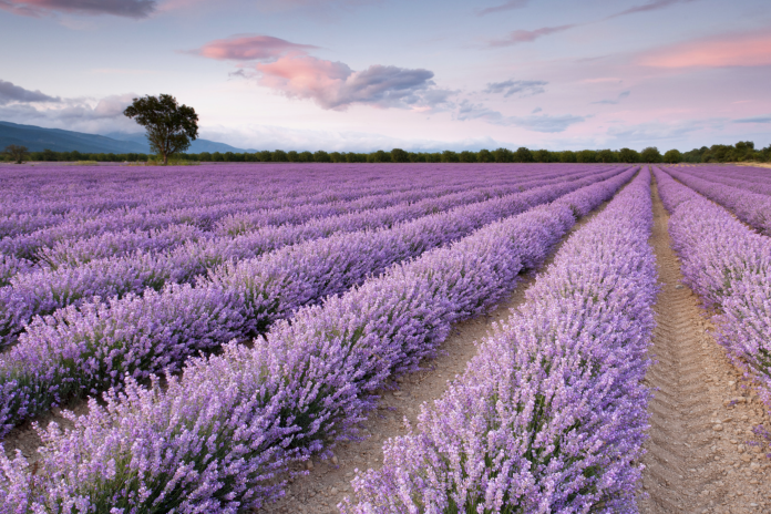 Schermata 2023-07-04 alle 14.33.51