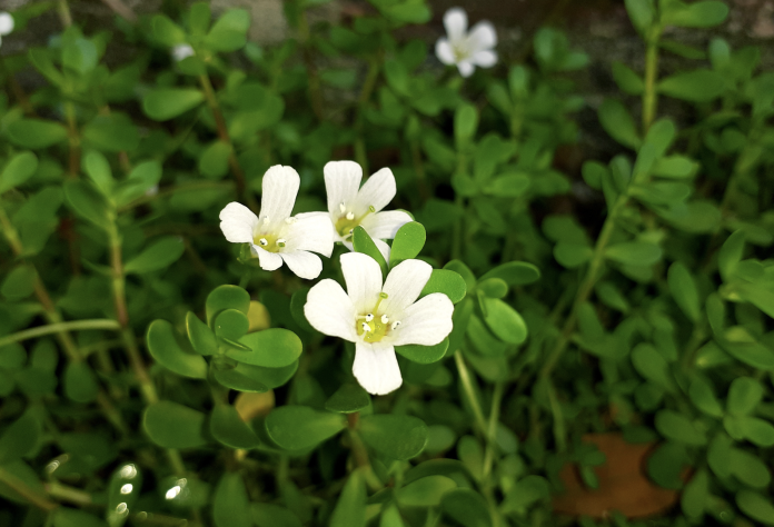 bacopa_monneri