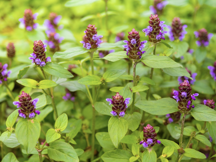 Schermata 2023-07-14 alle 10.00.32