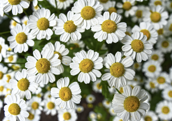 Fiori di camomilla