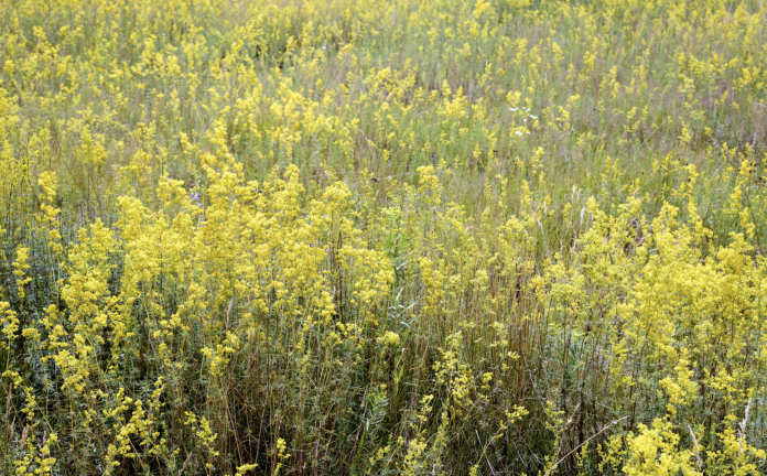 galium verum