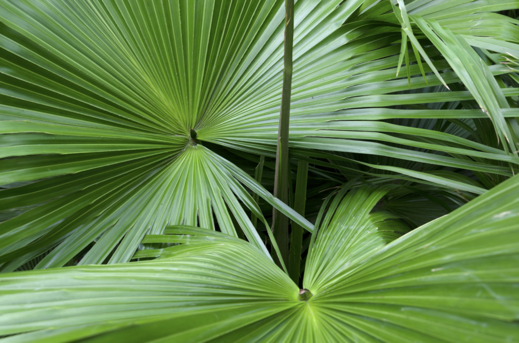 Pharma Serenoa Prostata Integratore Alimentare a Base di Zinco Serenoa Repens e