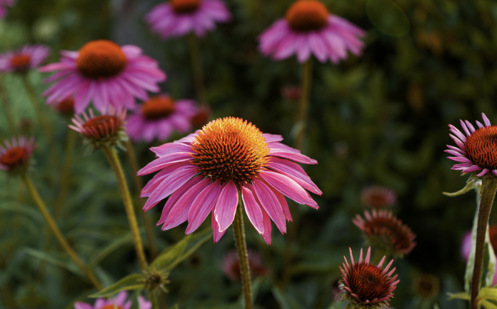 echinacea