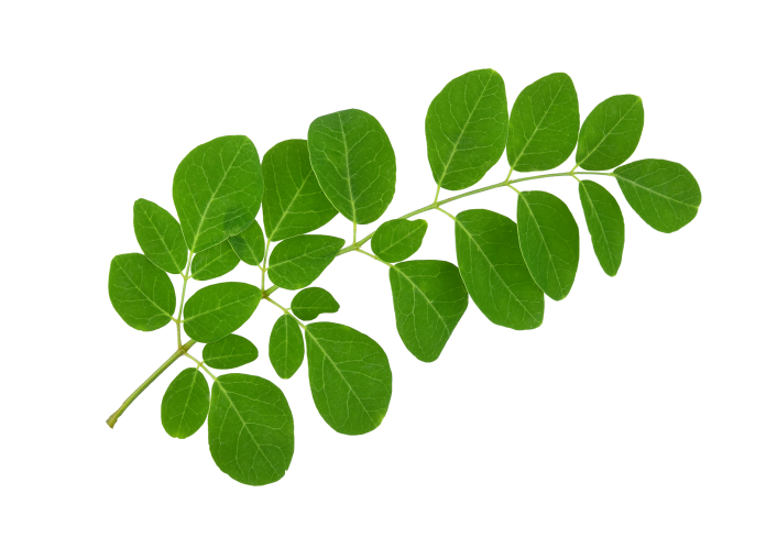moringa_AdobeStock_558445745_953443;1_View