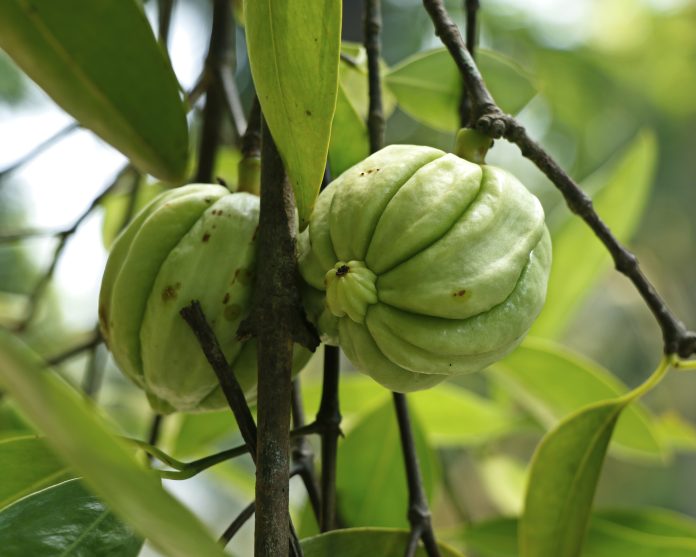Garcinia gummi-gutta known as Garcinia cambogia as well as brind