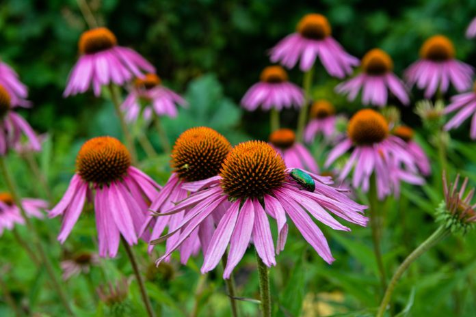 Echinacea,Purpurea,Purple,Coneflower,During,The,Summer,Months.pink,Echinacea,Flowers