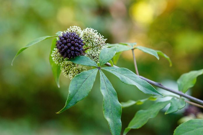 Berries,And,Flowers,Of,Eleutherococcus,Senticosus.,Medicinal,Plants,In,The