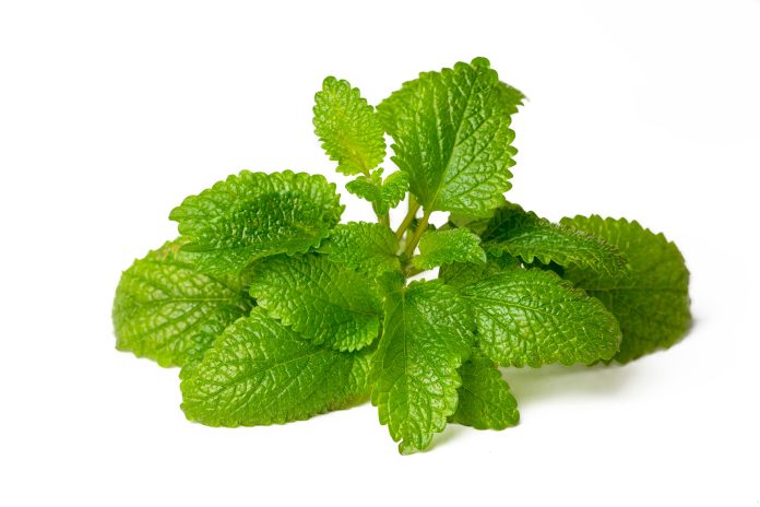 Fresh,Melissa,Officinalis,Isolated,On,White,Background.