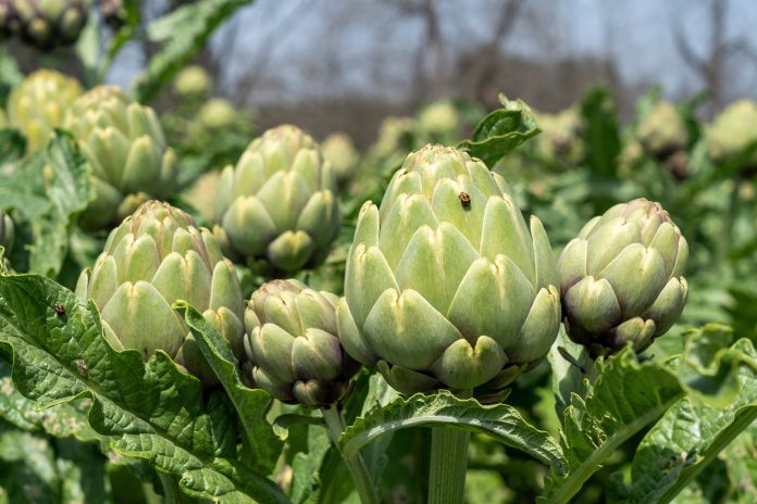 Organic,Artichoke,Fields,In,Picking,Season