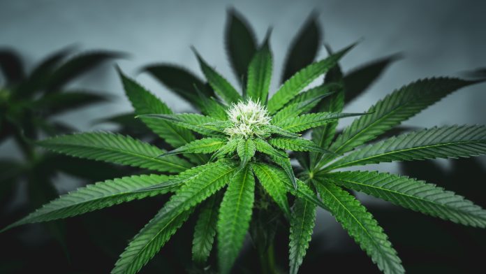 Cannabis,Hanf,Mariuhana,Cannabisgesetz,Weed,Plant,Green