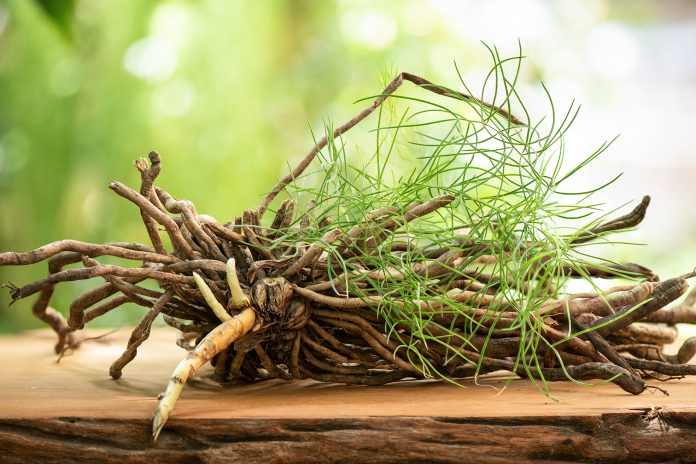 Shatavari,Or,Asparagus,Racemosus,Roots,On,Nature,Background.