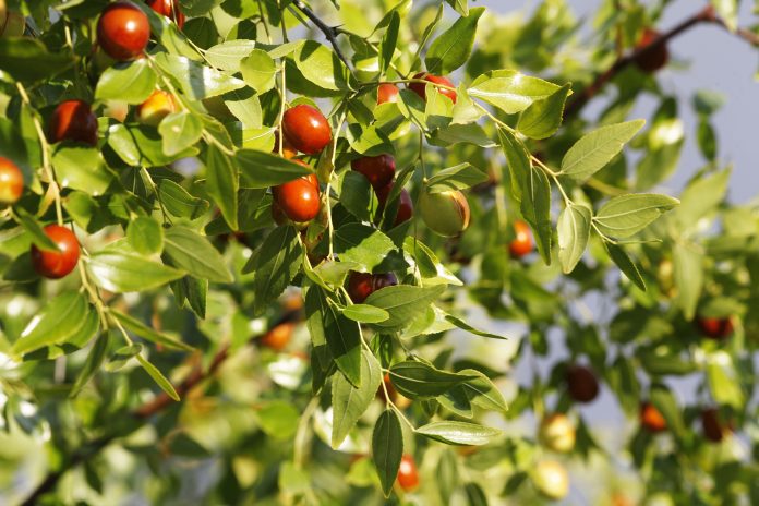 Ripening,Jojoba,Fruits,On,A,Background,Of,Foliage