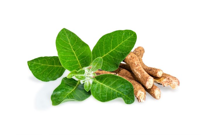 Withania,Somnifera,(,Ashwagandha),Dried,Root,,Green,Leaves,Herbal,Plants.