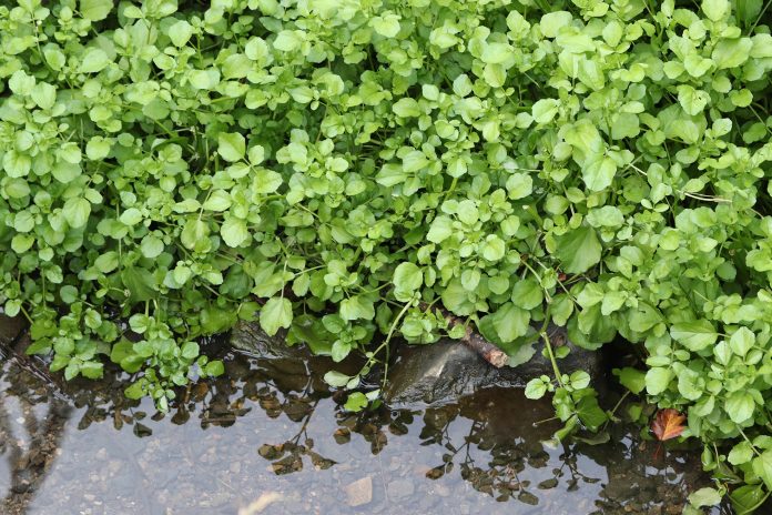 Watercress,Nasturtium,Officinale,Growing,In,A,Stream