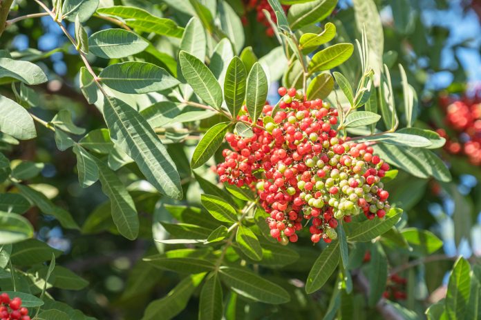Pistacia,Lentiscus.,Mastic,Tree,With,Red,Berries.,Lentisc.