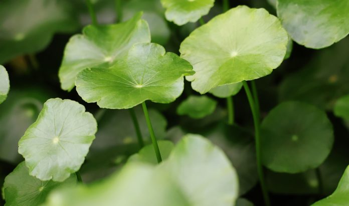 Centella,Asiatica,Has,Round,,Green,Leaves,Growing,Densely,In,The