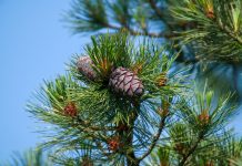 Cirmolo, l’albero del sonno e del relax