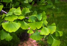 Efficacia e sicurezza di Ginkgo biloba