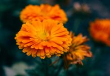 Le piante medicinali per la salute della donna