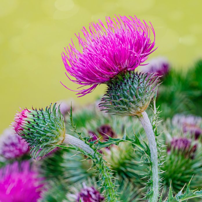 Pink,Blessed,Milk,Thistle,Flowers,,Close,Up.,Silybum,Marianum,Herbal