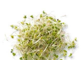 Dai germogli di broccoli al cervello: il potenziale neuroprotettivo del sulforafano