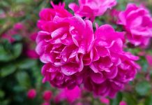 Rosa damascena e disturbi gastrointestinali