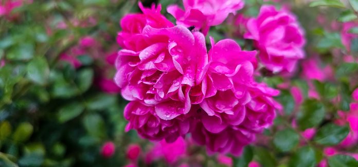 Rosa,Damascena,,More,Commonly,Known,As,The,Damask,Rose,,Or