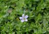 Bacopa monnieri: evidenze sugli effetti neurologici