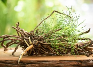 Asparagus racemosus e neuroprotezione: proprietà e meccanismi pianta di Shatavari o Asparagus racemosus