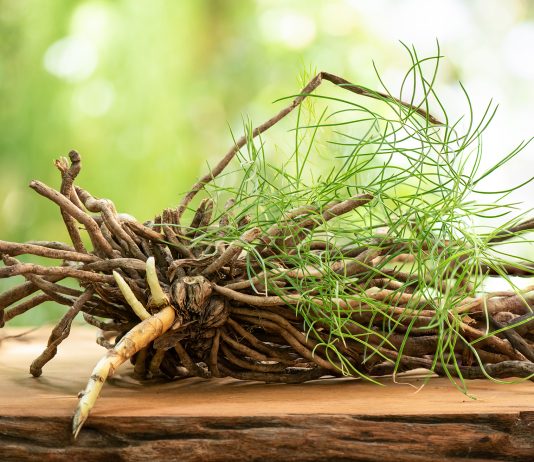 Asparagus racemosus e neuroprotezione: proprietà e meccanismi pianta di Shatavari o Asparagus racemosus