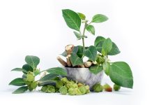 Potenzialità salutistiche di Ashwagandha