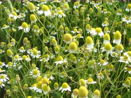 Efficacia antinfiammatoria della camomilla