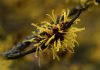 Hamamelis virginiana per il benessere della pelle