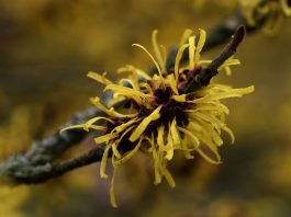 Hamamelis virginiana per il benessere della pelle
