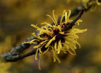 Hamamelis virginiana per il benessere della pelle