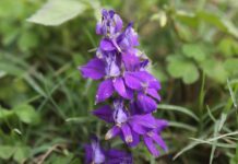 Scutellaria lateriflora e insonnia
