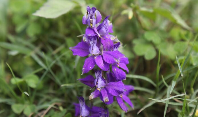 Blooming,Skullcap,Flowers,-,Scutellaria,Lateriflora,known,Commonly,As,Blue,Skullcap.