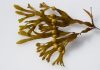 Alghe bioattive: soluzione naturale per la guarigione delle ferite