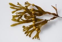 Alghe bioattive: soluzione naturale per la guarigione delle ferite